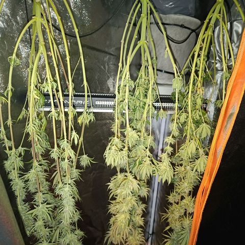 Sweet Dreams growlog photo: Début du séchage taux d'humidité a 50% pour le commencement. ( Ont leurs dits bonne et longue nuits medame ^^)