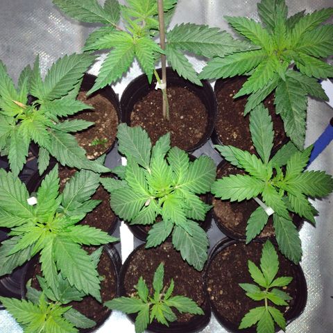 W.L.G. y EMA WEED growlog timeline photo