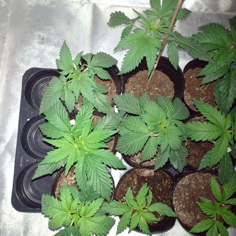 W.L.G. y EMA WEED growlog timeline photo