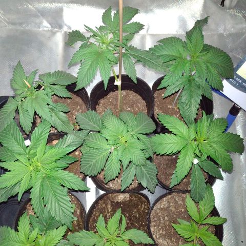 W.L.G. y EMA WEED growlog timeline photo