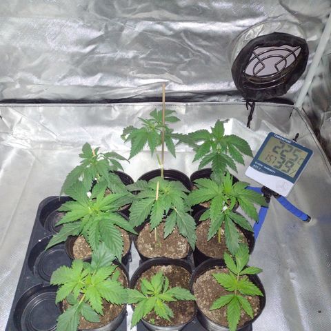 W.L.G. y EMA WEED growlog timeline photo