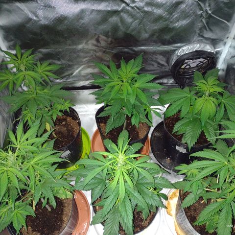 W.L.G. y EMA WEED growlog timeline photo