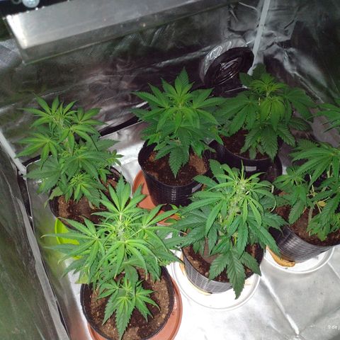 W.L.G. y EMA WEED growlog timeline photo