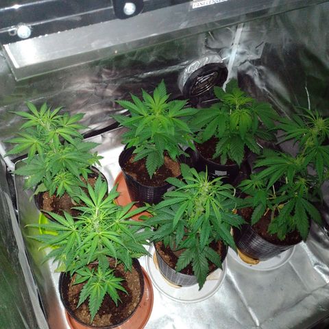 W.L.G. y EMA WEED growlog timeline photo