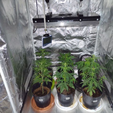 W.L.G. y EMA WEED growlog timeline photo