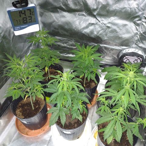 W.L.G. y EMA WEED growlog timeline photo