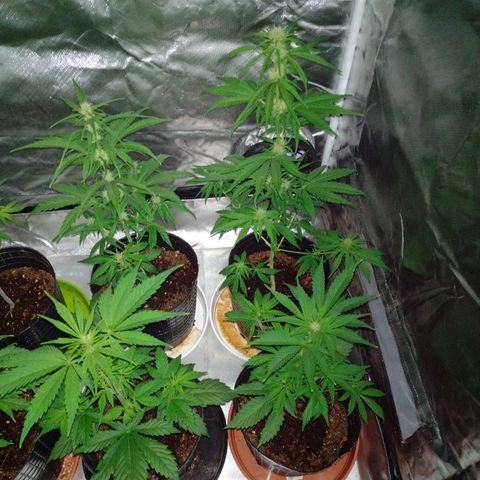 W.L.G. y EMA WEED growlog timeline photo
