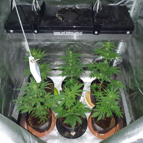 W.L.G. y EMA WEED growlog timeline photo
