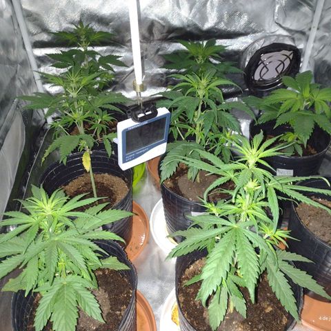 W.L.G. y EMA WEED growlog timeline photo