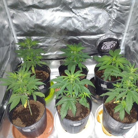 W.L.G. y EMA WEED growlog timeline photo