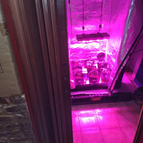 W.L.G. y EMA WEED growlog photo: Transplante
Tierra preparada 