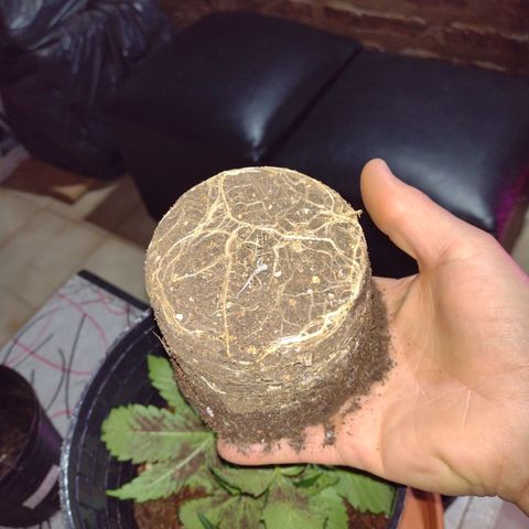 W.L.G. y EMA WEED growlog photo: Transplante
Tierra preparada 