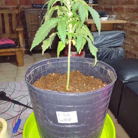 W.L.G. y EMA WEED growlog photo: Transplante
Tierra preparada 