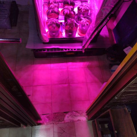 W.L.G. y EMA WEED growlog photo: Transplante
Tierra preparada 