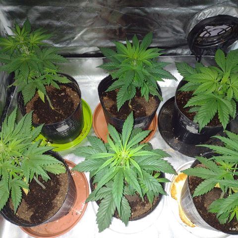 W.L.G. y EMA WEED growlog timeline photo