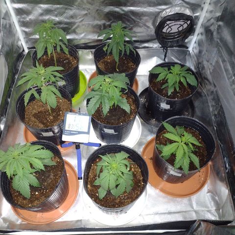 W.L.G. y EMA WEED growlog photo: Transplante
Tierra preparada 