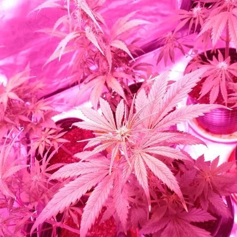 W.L.G. y EMA WEED growlog timeline photo