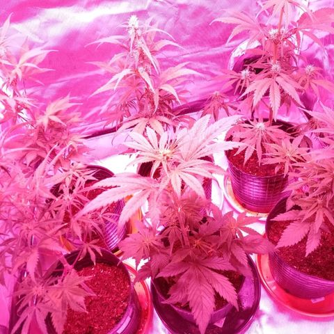 W.L.G. y EMA WEED growlog timeline photo