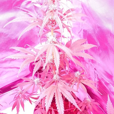 W.L.G. y EMA WEED growlog timeline photo