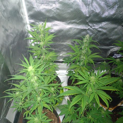 W.L.G. y EMA WEED growlog timeline photo