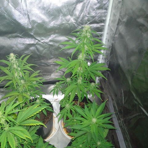 W.L.G. y EMA WEED growlog timeline photo