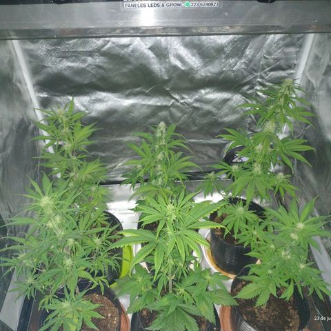 W.L.G. y EMA WEED growlog timeline photo