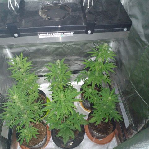 W.L.G. y EMA WEED growlog timeline photo