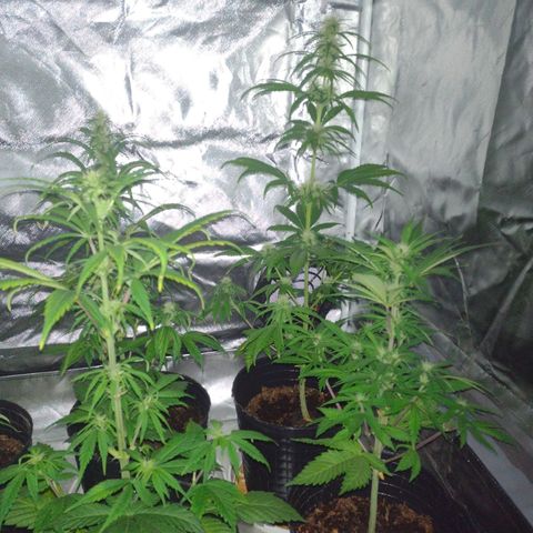 W.L.G. y EMA WEED growlog timeline photo