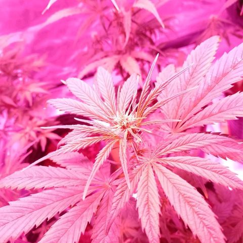 W.L.G. y EMA WEED growlog timeline photo