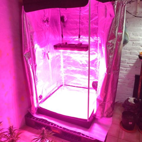 W.L.G. y EMA WEED growlog timeline photo