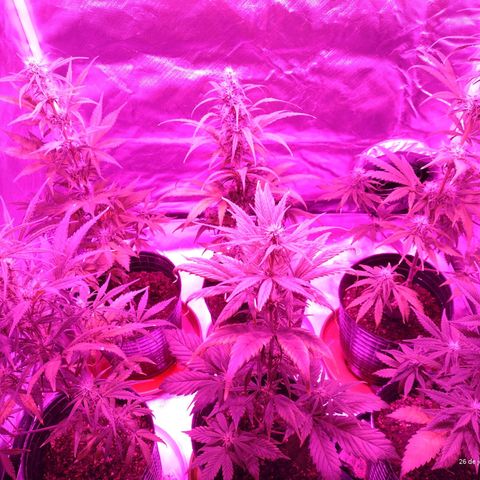 W.L.G. y EMA WEED growlog timeline photo