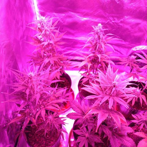 W.L.G. y EMA WEED growlog timeline photo