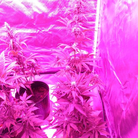 W.L.G. y EMA WEED growlog timeline photo