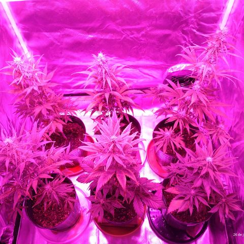 W.L.G. y EMA WEED growlog timeline photo