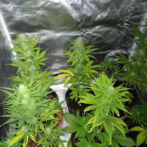 W.L.G. y EMA WEED growlog timeline photo