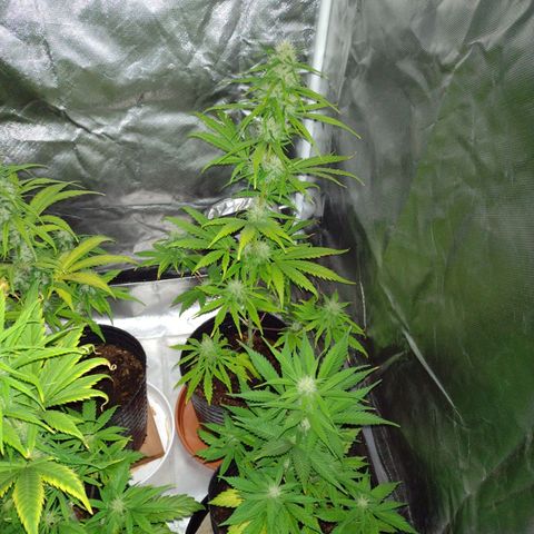 W.L.G. y EMA WEED growlog timeline photo