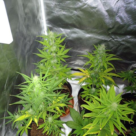 W.L.G. y EMA WEED growlog timeline photo