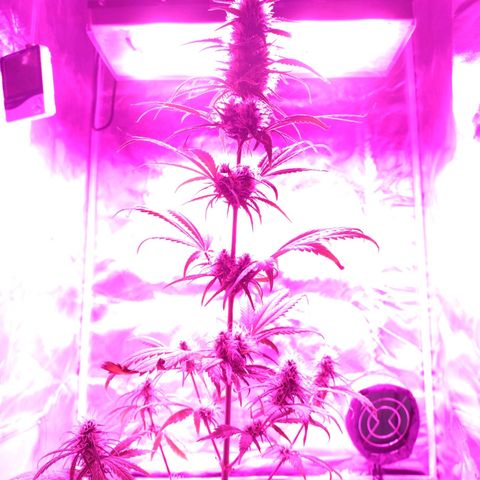 W.L.G. y EMA WEED growlog timeline photo