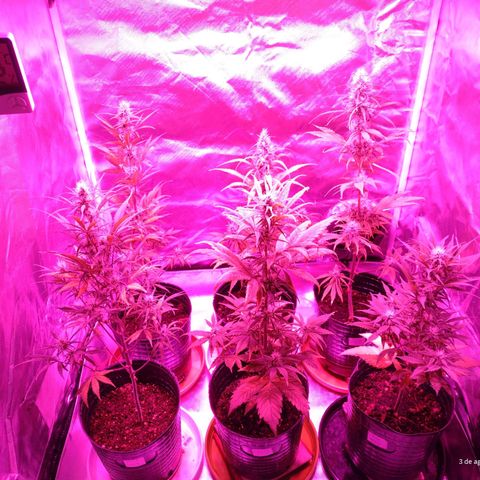 W.L.G. y EMA WEED growlog timeline photo