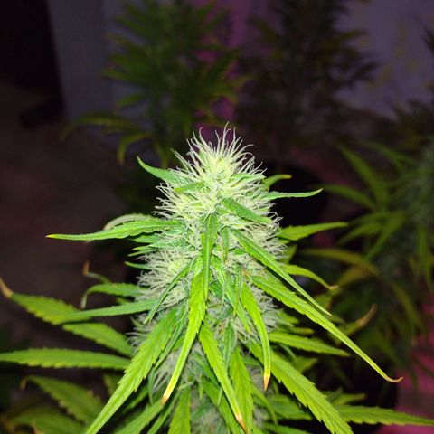 W.L.G. y EMA WEED growlog timeline photo