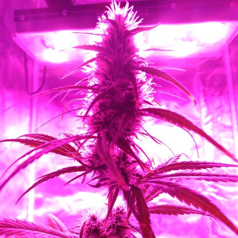 W.L.G. y EMA WEED growlog timeline photo