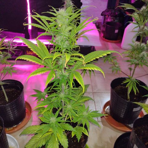 W.L.G. y EMA WEED growlog timeline photo