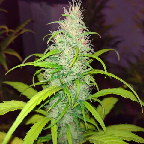 W.L.G. y EMA WEED growlog timeline photo