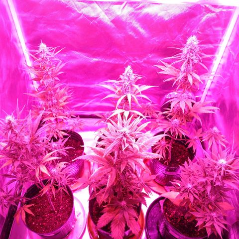 W.L.G. y EMA WEED growlog timeline photo