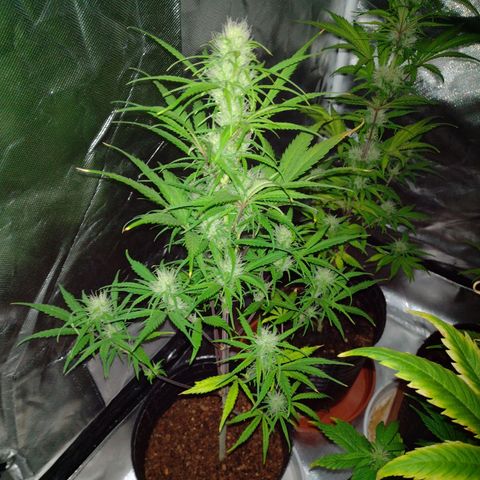 W.L.G. y EMA WEED growlog timeline photo