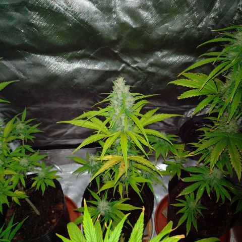W.L.G. y EMA WEED growlog timeline photo