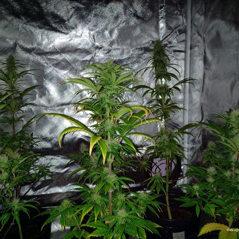 W.L.G. y EMA WEED growlog timeline photo
