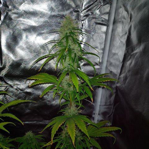 W.L.G. y EMA WEED growlog timeline photo