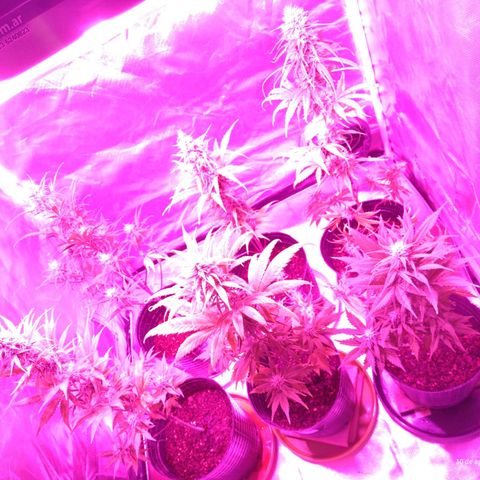 W.L.G. y EMA WEED growlog timeline photo