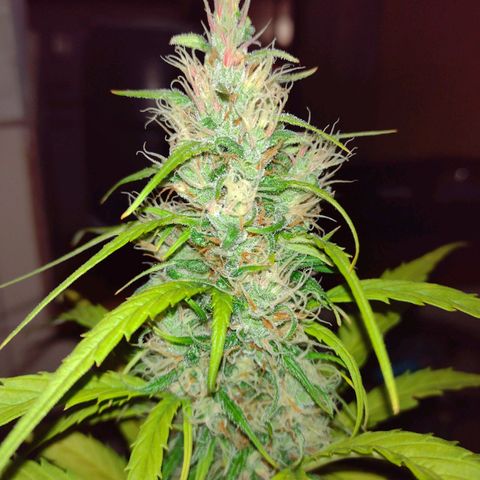 W.L.G. y EMA WEED growlog timeline photo